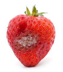 One rotten strawberry.