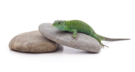 One green lizard on stones.