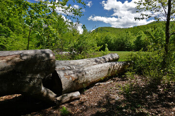 Baumfällung einer Rotbuche