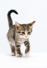 kitten is walking on a white background