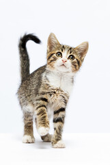 Obraz premium walking kitten on a white background