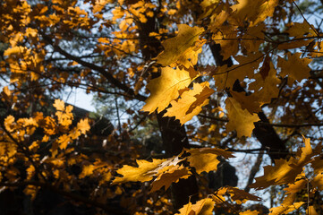 sunny golden maple leaves and dark branches in the magical autumn forest