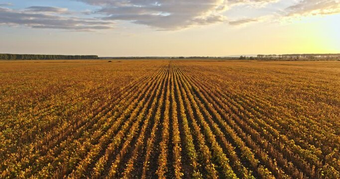 Ripe soy bean field in summer