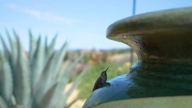 Hummingbird sitting still on a fountain of running water in Templeton, California 4
