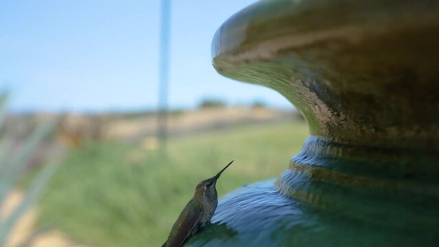 Hummingbird sitting still on a fountain of running water in Templeton, California 3