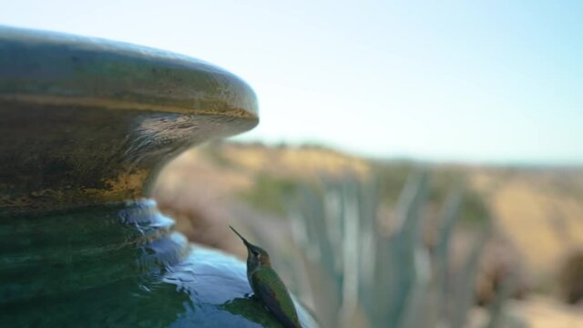 Hummingbird sitting still on a fountain of running water in Templeton, California 2
