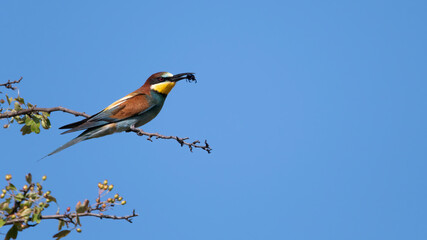 bird, wild lebende tiere, natur, tier, wild, bunt, eisvogel, gelb, roller, schnabel
