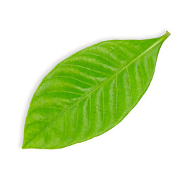 Obraz premium Green leaf isolated on white background