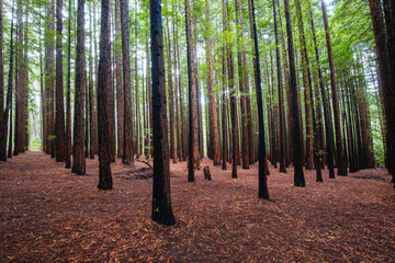 Cement Creek Redwood Forest in Australia