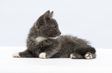 gray kitten lies on a white background