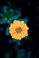 orange flowers on blue plant background