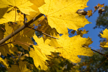 Fototapeta na wymiar close-up of sunny golden maple leaves in the magical autumn forest