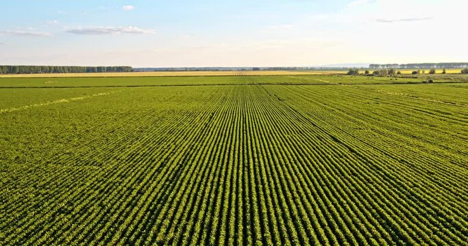 Aerial shot of agricultural soy bean field in summer