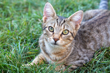 Tabby kitten in the garden