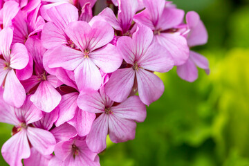 Pink geranium in the garden