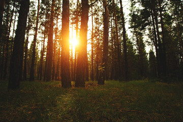 Clearing in pine forest is illuminated by sun rays at sunset. © freeman83