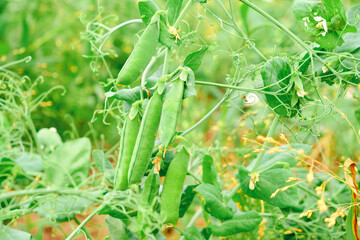 Green peas growing in garden.Gardening and agriculture,green fresh ripe organic peas on branch in garden.