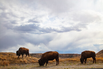 Fototapeta na wymiar Buffalo at Theodore Roosevelt National Park in North Dakota 