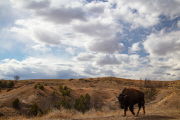 Buffalo at Theodore Roosevelt National Park in North Dakota
