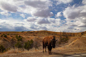 Fototapeta na wymiar Buffalo at Theodore Roosevelt National Park in North Dakota 