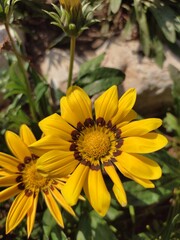 There's a beauty in the green looking at us