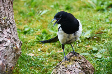 Elster bei der Futtersuche