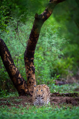 wild leopard or panther standing in natural monsoon green background at jhalana forest or leopard reserve jaipur rajasthan india - panthera pardus fusca
