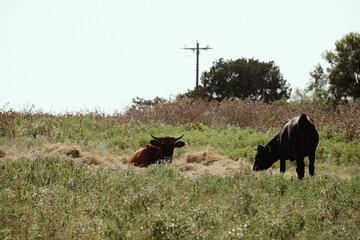 Fototapeta na wymiar Longhorn and Corriente calves during summer in hay on farm.