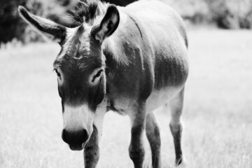 Miniature donkey portrait with selective focus and shallow depth of field during summer sunshine.
