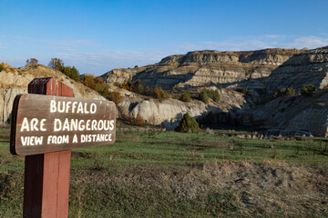 Buffalo at Theodore Roosevelt National Park in North Dakota
 - obrazy, fototapety, plakaty