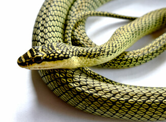 A green snake is injured on a white background, treated by a vet. 