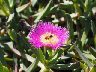 purple colored flower with yellow pistil and green leaves, on the pistil a bee