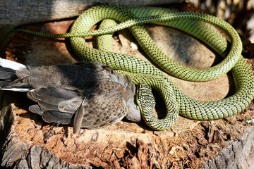 The green snake is hunting the brown dove on the brown ground.