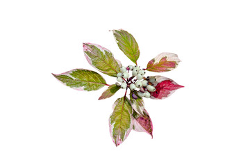 bunch of red and green leaves and berries of derain isolated on white