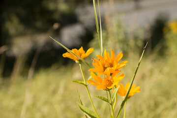 wildflowers on the banks of the river