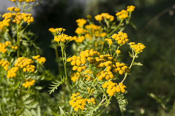 wildflowers on the banks of the river