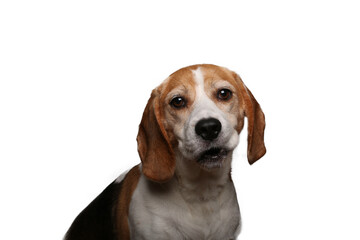 Beautiful dog in front of a white background