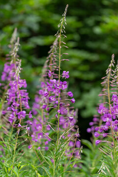 Rosebay Willowherb (Chamerion angustifolium), also Epilobium angustifolium. Fireweed leaves from this plant can undergo fermentation, much like real tea - Koporye Tea , Russian Tea or Ivan Chai.