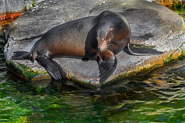 Sea-lion on the stone. Latin name - Zalophus californianus	
