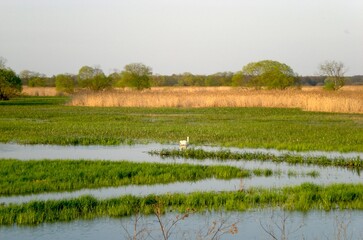 Pływający biały łabędź nad rozlewiskiem - Polska © Weronika