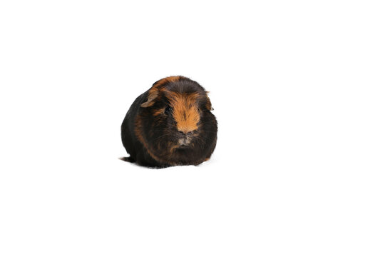 Beautiful Guinea pig in front of a white background