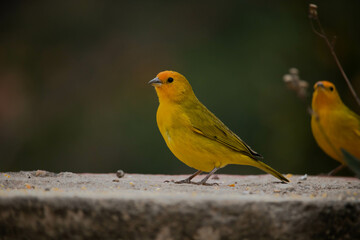 Canario da terra ou Canario da horta. The land canary Scalis flaveola, is also known as the vegetable garden canary