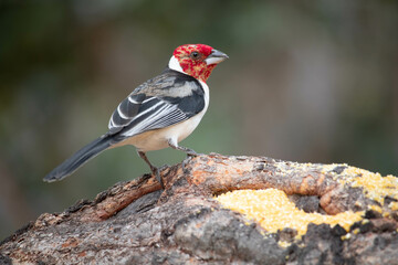 Galo de campina ou Cardeal do nordeste. The northeast cardinal is a passerine bird of the Thraupidae family.