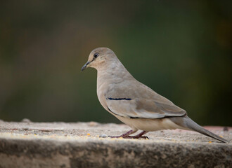  Rolinha de asa canela. The cinnamon wing dove is a columbiform bird of the Columbidae family.