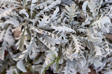 Close up of Fresh Rosemary Herb