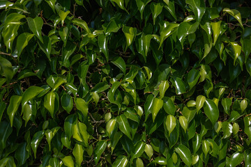 Green leaves texture background, Natural background and wallpaper