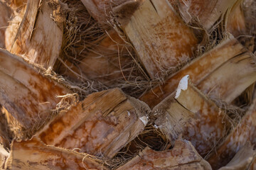 Natural pattern from the bark on the trunk of the date palm tree. Close up detail of the trunk of a palm tree