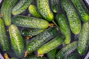 Green fresh cucumber in water in an iron bowl
