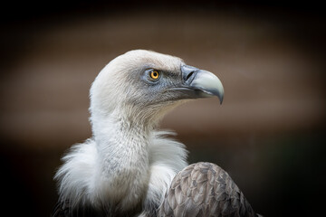 closeup of a vulture looking right