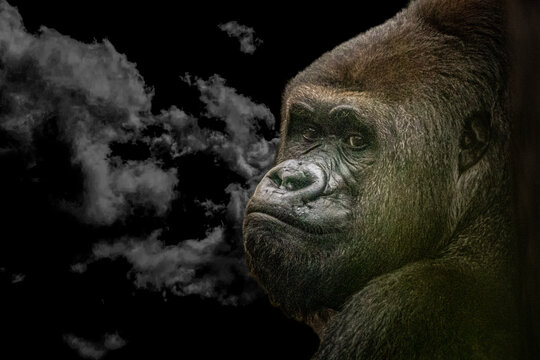an artistic view of a large gorilla